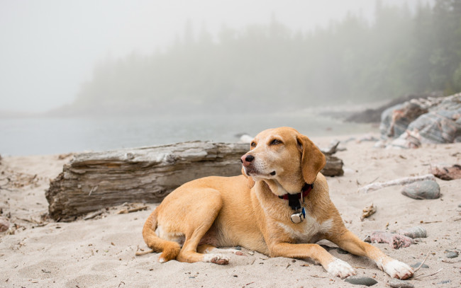 Обои картинки фото животные, собаки, песок, природа, foggy, dog