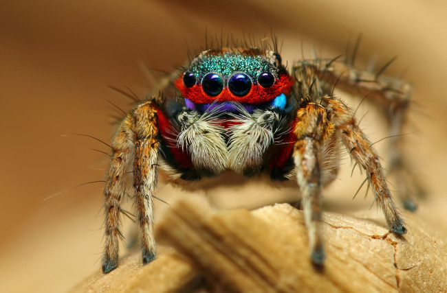 Обои картинки фото животные, пауки, паук, насекомое, colorful, jumping, spider, макро