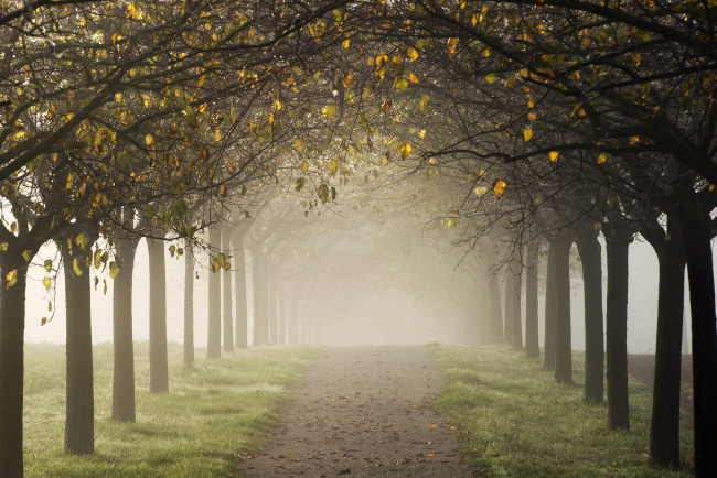 Обои картинки фото природа, дороги, осень, туман, аллея, деревья, дорога