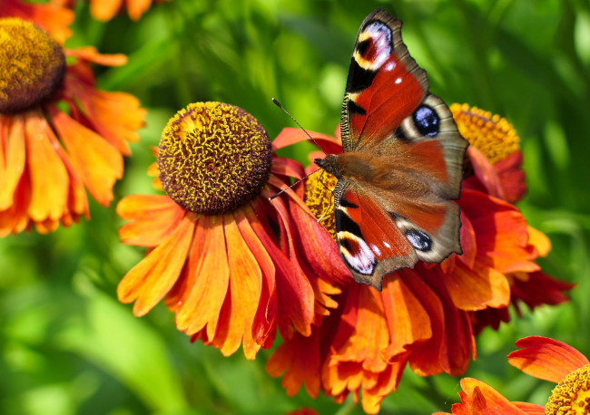 Обои картинки фото животные, бабочки, гелениум, крылья