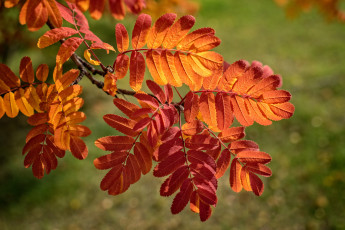 Картинка природа листья осень багрянец ветка