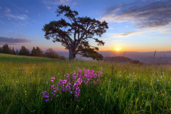 Картинка природа восходы закаты лето цветы поле