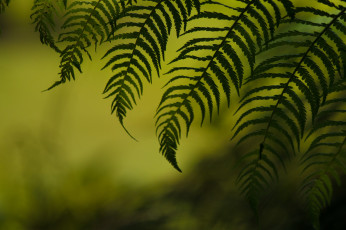 Картинка природа листья папоротник