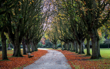 Картинка природа парк cowley oxford park autumn