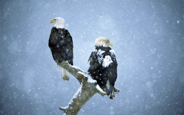 обоя животные, птицы - хищники, снег, сук, снегопад, ветка, орлы, пара