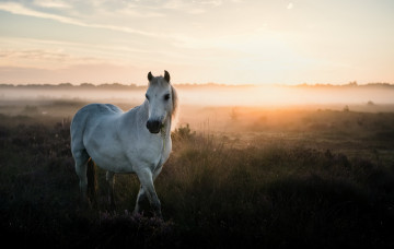 Картинка животные лошади туман природа лето конь