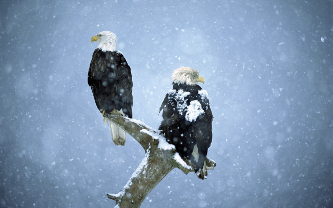 Обои картинки фото животные, птицы - хищники, снег, сук, снегопад, ветка, орлы, пара