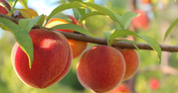 обоя природа, плоды, персики