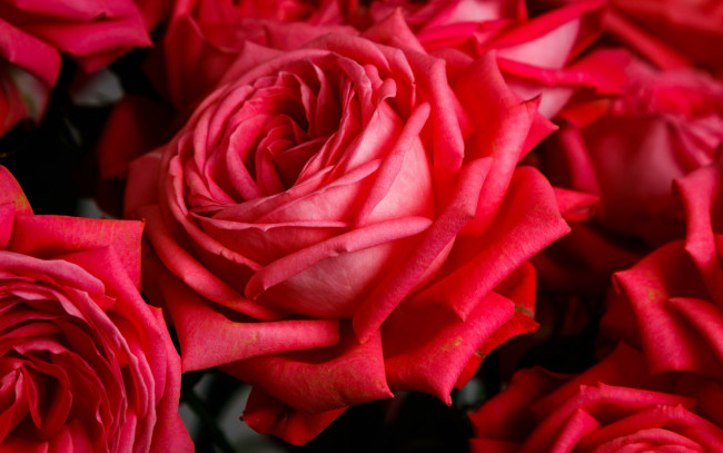 Обои картинки фото цветы, розы, алые, макро