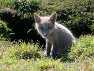 Картинка foxes of san juan island 01 животные лисы