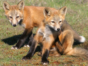 Картинка foxes of san juan island 10 животные лисы