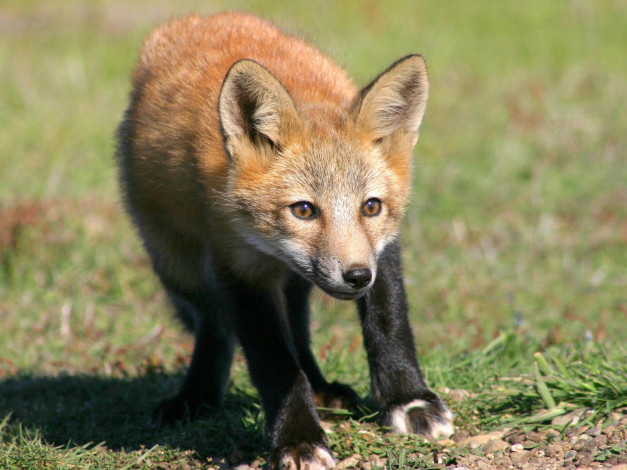 Обои картинки фото foxes, of, san, juan, island, 02, животные, лисы