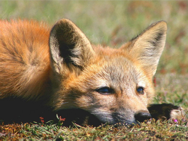 Обои картинки фото foxes, of, san, juan, island, 04, животные, лисы