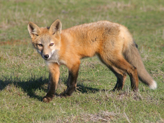 Обои картинки фото foxes, of, san, juan, island, 07, животные, лисы