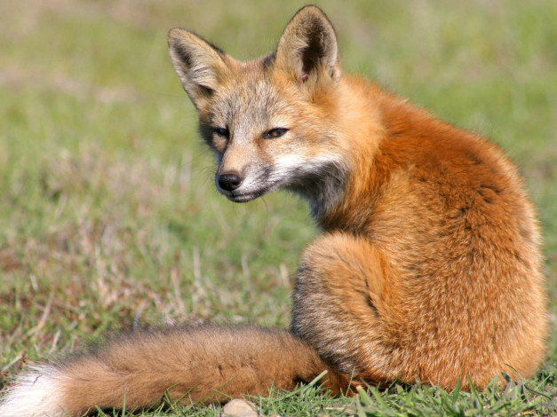 Обои картинки фото foxes, of, san, juan, island, 08, животные, лисы