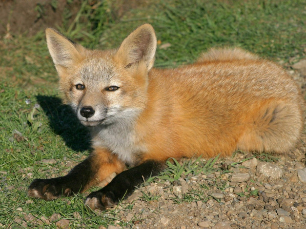 Обои картинки фото foxes, of, san, juan, island, 09, животные, лисы