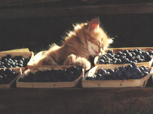 Картинка сон животные коты