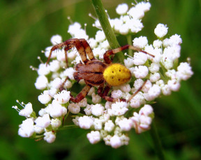 Картинка животные пауки макро цветок