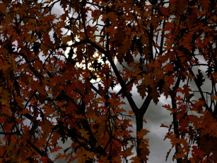 Картинка 3д графика nature landscape природа листья ветки деревбя