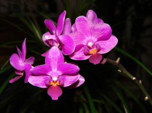Картинка цветы орхидеи розовый тёмный