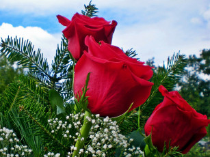 Картинка цветы розы гипсофила красные