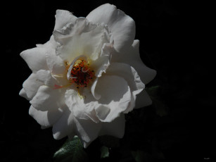 Картинка цветы розы тёмный белый