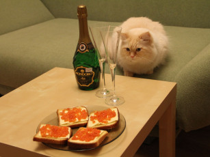 Картинка животные коты бутерброд бокал вино икра