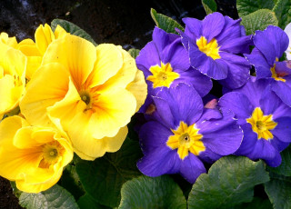 Картинка цветы примулы фиолетовый желтый примула
