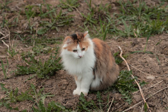 Картинка животные коты сибирская кошка