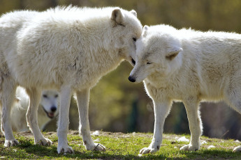 Картинка животные волки белый хищник чувства