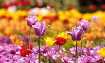 Картинка цветы тюльпаны лиловый тюльпан