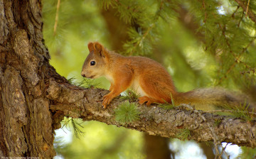 Картинка животные белки squirrel