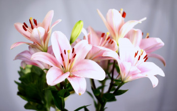 Картинка цветы лилии лилейники нежность бледно-розовый