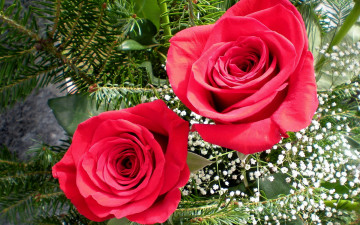 Картинка цветы розы гипсофила