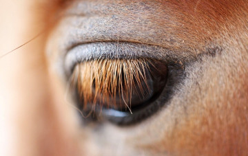 Картинка разное глаза лошадь ресницы