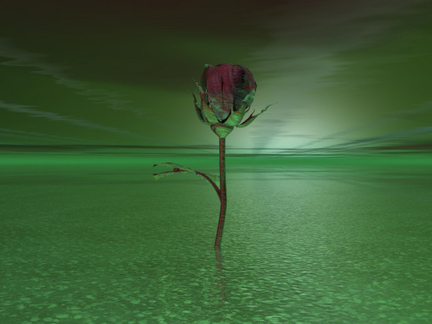 Обои картинки фото 3д, графика, flowers, цветы, вода, роза, зелёный