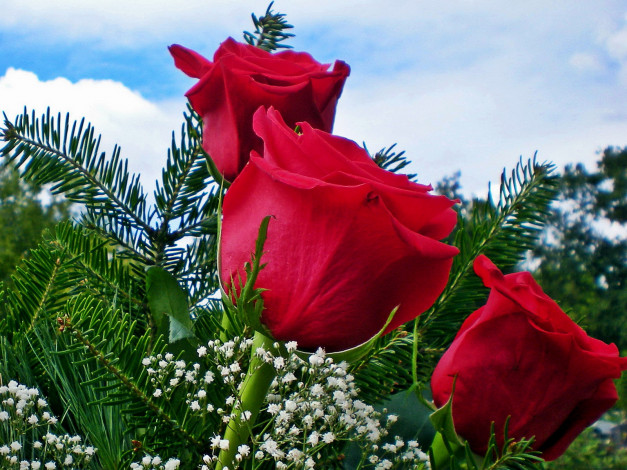 Обои картинки фото цветы, розы, гипсофила, красные
