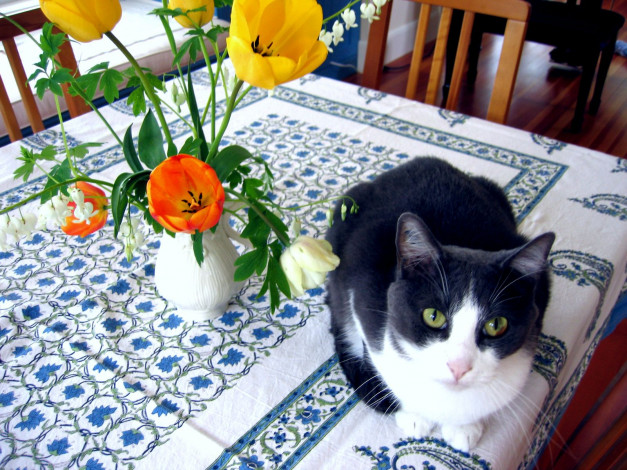 Обои картинки фото животные, коты, тюльпан, cat