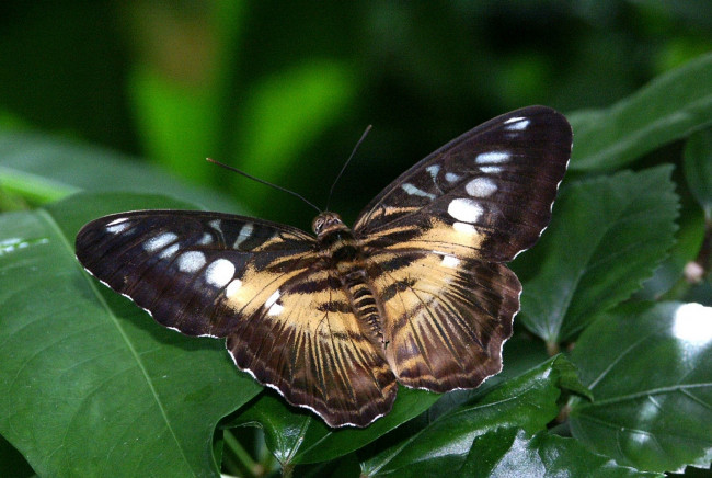 Обои картинки фото животные, бабочки, листья, крылья