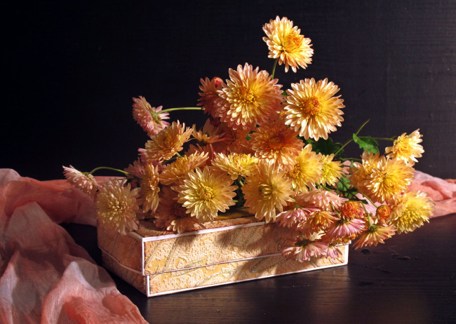 Обои картинки фото авт, nezabudka, fn, цветы, хризантемы, коробка