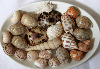 Картинка разное ракушки кораллы декоративные spa камни блюдо