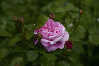 Картинка цветы розы бутоны розовый лепестки