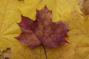 Картинка природа листья красный лист желтые