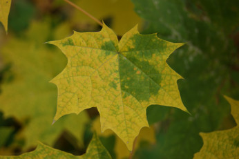 Картинка природа листья лист зеленый фон