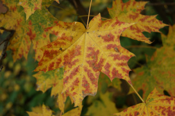 Картинка природа листья лист желто-зеленый фон
