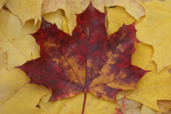 Картинка природа листья желтые красный лист