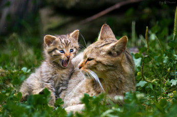 Картинка животные дикие кошки мама малыш