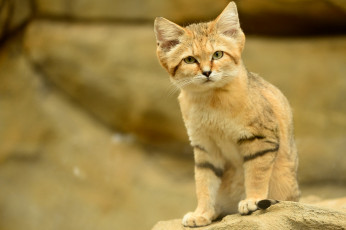 Картинка животные дикие кошки песчаный кот барханный