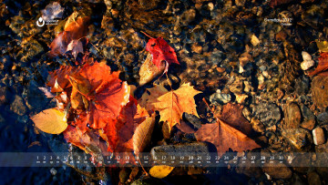 обоя календари, природа, листья, осень