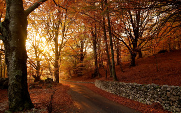 обоя autumn, природа, дороги, желтая, листва, дорога, лес, осень